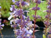 <i>Nepeta parnassica</i>