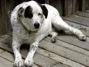 Digging Dog Gardens photo