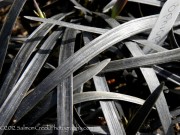 <i>Ophiopogon planiscapus</i> ‘Nigrescens’