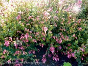 <i>Origanum</i> ‘Bristol Cross’