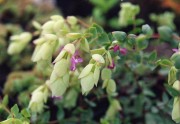 <i>Origanum libanoticum</i>