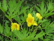 <i>Paeonia ludlowii</i>