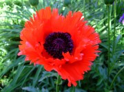 <i>Papaver orientale</i> ‘Turkenlouis’