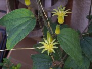 <i>Passiflora citrina</i>