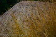 Pennisetum spathiolatum