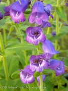 <i>Penstemon</i><i> </i> x <i>iapas x</i> ‘Hidalgo’