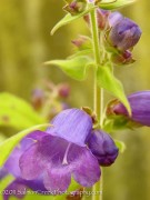 Penstemon Hidalgo