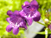Penstemon x mexicali Pike’s Peak Purple