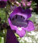 <i>Penstemon</i> ‘Stapleford Gem’