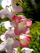 <i>Penstemon</i> ‘Thorn’