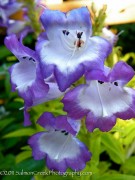 <i>Penstemon</i> ‘Violet Kissed’