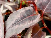 <i>Persicaria microcephala</i> ‘Red Dragon’