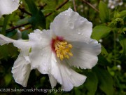 <i>Philadelphus</i> x <i>lemoinei</i> ‘Belle Etoile’