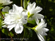 <i>Philadelphus</i> ‘Snow Dwarf’