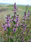 <i>Phlomis tuberosa</i>