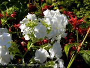 <i>Phlox paniculata</i> ‘David’