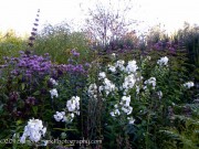 <i>Phlox paniculata</i> ‘Davids Lavender’