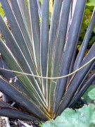 <i>Phormium</i> ‘Ed Carman’