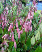 <i>Phygelius</i> x <i>rectus</i> ‘Pink Elf’