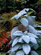 <i>Plectranthus argentatus</i> ‘Longwood Silver’