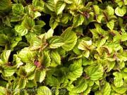 <i>Plectranthus</i> ‘Zulu Wonder’