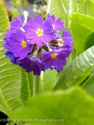 <i>Primula denticulata</i> ‘Blue Selection’