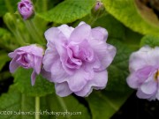 <i>Primula vulgaris</i> ‘Double Lilac’
