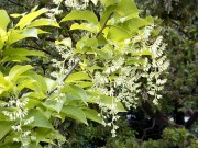 <i>Pterostyrax hispida</i>