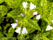 <i>Pulmonaria</i> ‘Roy Davidson’