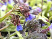 <i>Pulmonaria longifolia</i> ssp. <i>cevennensis</i>