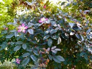 <i>Rosa glauca</i>