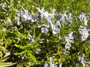 <i>Rosmarinus officinalis</i> ‘Taylor’s Blue’