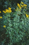<i>Rudbeckia subtomentosa</i>
