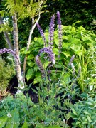 Salvia nemorosa Amethyst