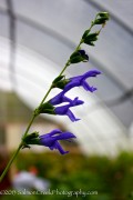 <i>Salvia guaranitica</i> ‘Blue Ensign’