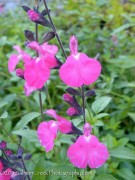 <i>Salvia microphylla</i> ‘Dennis’ Pink’