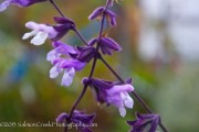 <i>Salvia</i> ‘Phyllis Fancy’