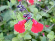 <i>Salvia microphylla</i> x <i>greggii</i> ‘Red Velvet’