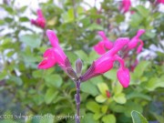 <i>Salvia microphylla</i> ‘San Carlos Festival’