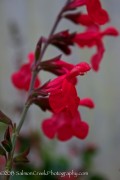 <i>Salvia</i> ‘Silke’s Dream’