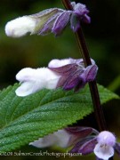 <i>Salvia</i> ‘Waverly’