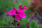 <i>Salvia greggii</i> ‘Wild Thing’