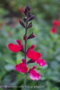 <i>Salvia microphylla</i> ‘Wild Watermelon’