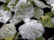 <i>Salvia argentea</i>