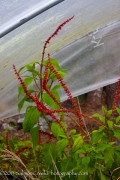 <i>Salvia confertiflora</i>