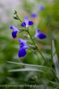 <em>Salvia reptans</em> West Texas Form