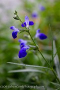 <em>Salvia reptans</em>  West Texas Form