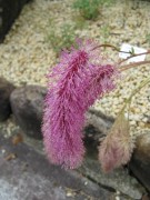 <i>Sanguisorba hakusanensis</i>