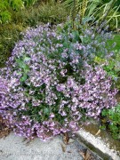 <i>Saponaria</i> x <i>lempergii</i> ‘Max Frei’