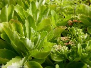 <i>Sedum telephium</i> ‘Munstead Red’